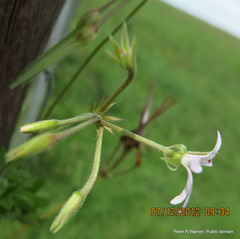Pelargonium ranunculophyllum
