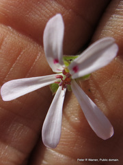Pelargonium ranunculophyllum