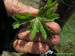 Pelargonium ranunculophyllum