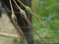 Pelargonium ranunculophyllum