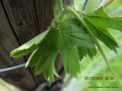 Pelargonium ranunculophyllum
