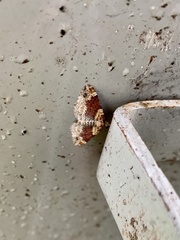 Xanthorhoe spadicearia