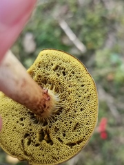 Xerocomus ferrugineus