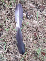 Alopochen aegyptiaca