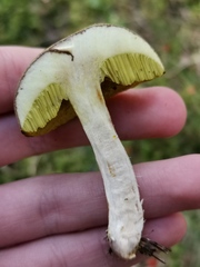 Xerocomus ferrugineus