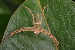 Hamadruas sikkimensis