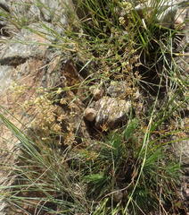 Psammotropha myriantha
