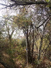 Euphorbia triangularis