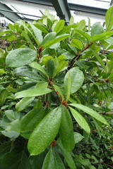 Magnoliopsida
