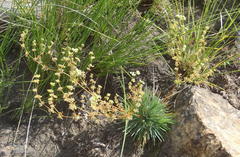 Psammotropha myriantha