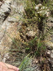 Psammotropha myriantha