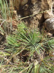 Psammotropha myriantha