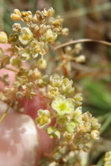 Psammotropha myriantha