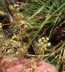 Psammotropha myriantha