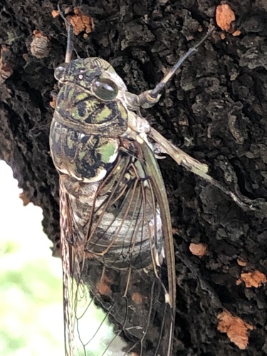 Robust Cicada photo 3