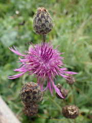Centaurea