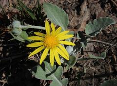 Arctotis arctotoides