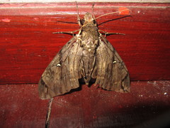 Cerberonoton rubescens