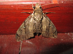 Cerberonoton rubescens