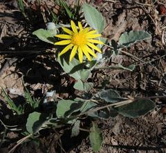 Arctotis arctotoides