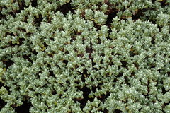 Veronica topiaria