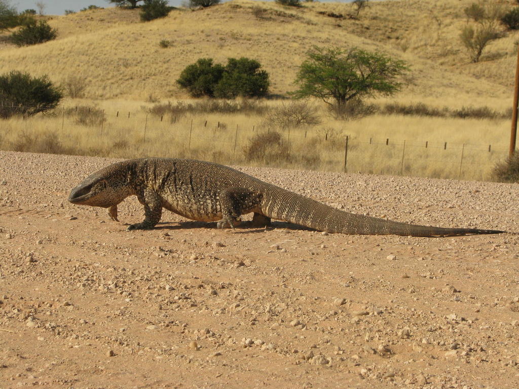 White-throated Monitor