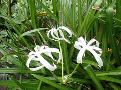 Hymenocallis caribaea