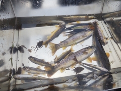Salmo trutta
