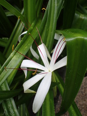 Hymenocallis caribaea