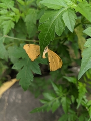 Rondotia menciana
