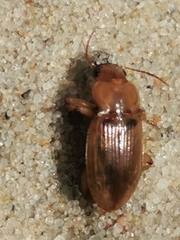 Harpalus flavescens