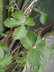 Tetrastigma voinierianum