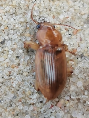 Harpalus flavescens