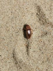 Harpalus flavescens