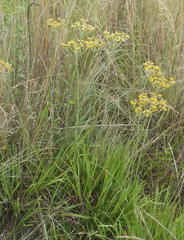 Helichrysum harveyanum