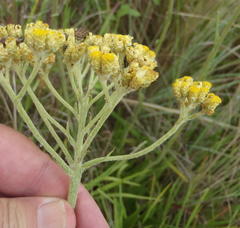 Helichrysum harveyanum