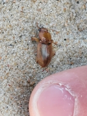 Harpalus flavescens