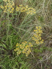 Helichrysum harveyanum