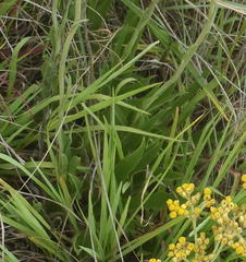 Helichrysum harveyanum