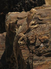 Agama anchietae