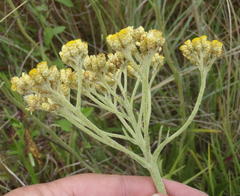 Helichrysum harveyanum