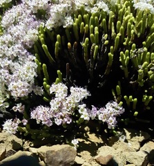 Veronica quadrifaria