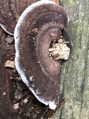 Nigroporus