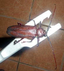Macrotoma natala