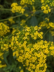(c) shizhao, some rights reserved (CC BY-SA) Patrinia heterophylla, photograph (c) shizhao, some rights reserved (CC BY-SA)