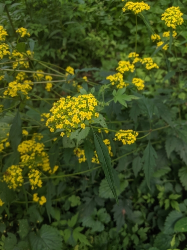 Patrinia heterophylla, photograph 3
