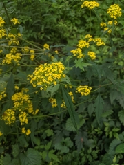 (c) shizhao, some rights reserved (CC BY-SA) Patrinia heterophylla, photograph (c) shizhao, some rights reserved (CC BY-SA)