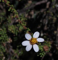 Phymaspermum parvifolium