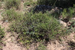 Phymaspermum parvifolium