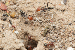 Iridomyrmex rubriceps